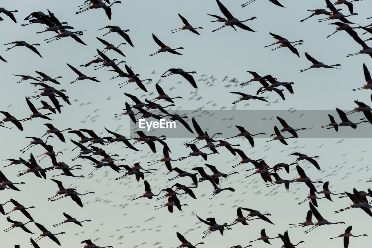 flock, large group of animals, wildlife, animal themes, animal, bird, animal wildlife, flying, flock of birds, group of animals, bird migration, animal migration, silhouette, low angle view, sky, no people, motion, mid-air, branch, nature, spread wings, line, outdoors, beauty in nature