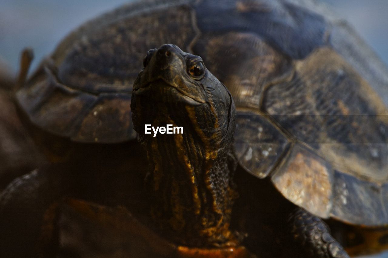 Close-up of a turtle