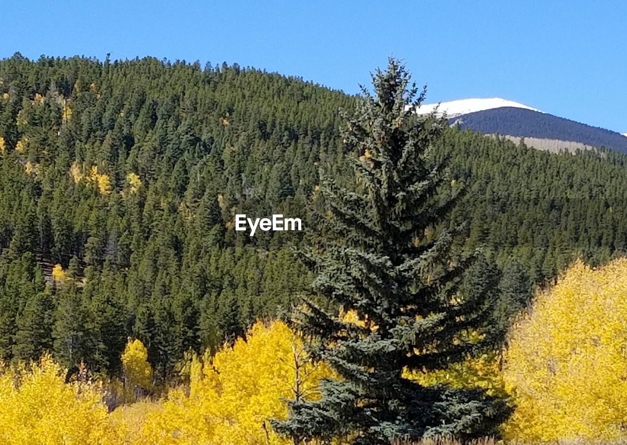 PINE TREE IN FOREST