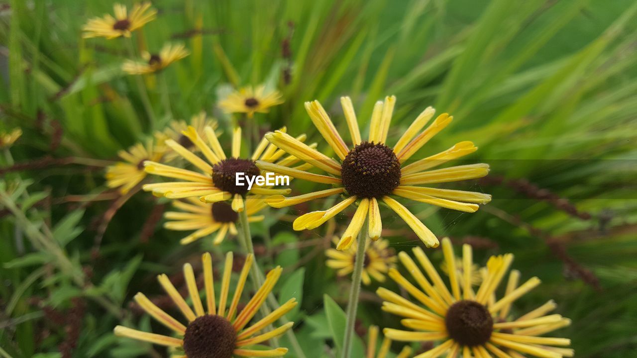 Close-up of yellow flowering plant