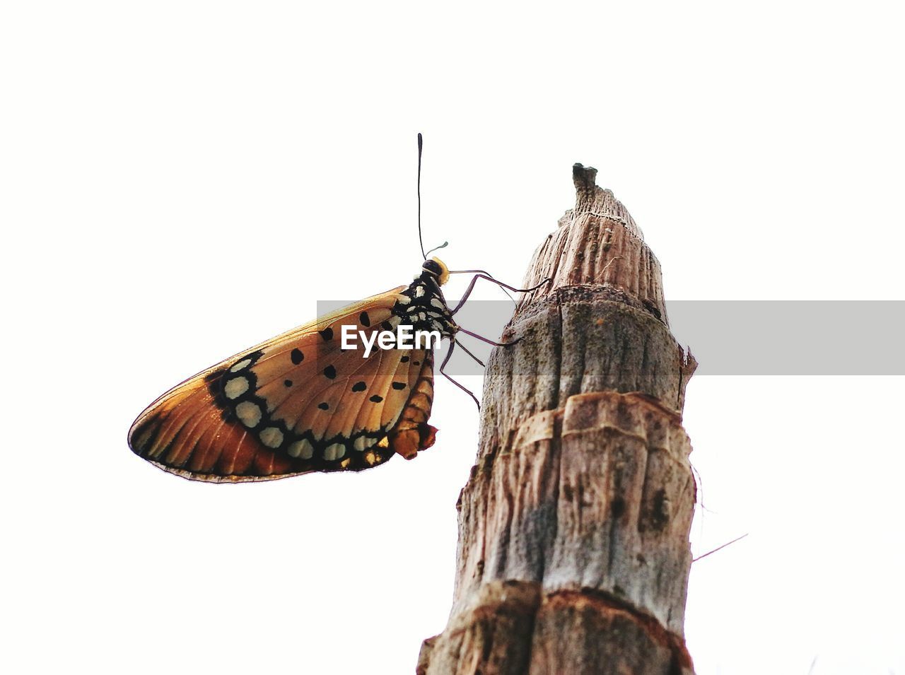 Close-up of butterfly on tree against clear sky