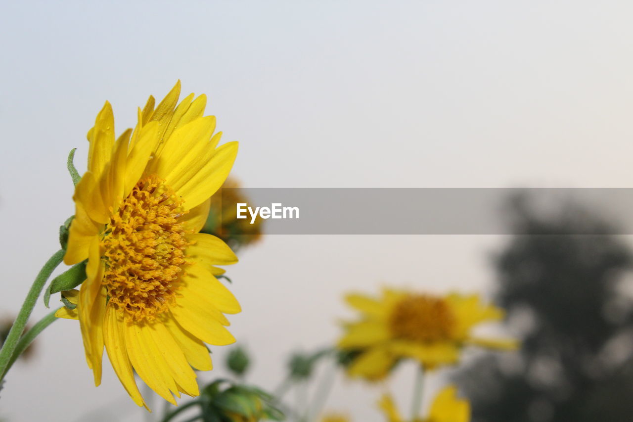 Close-up of yellow cosmos blooming against clear sky