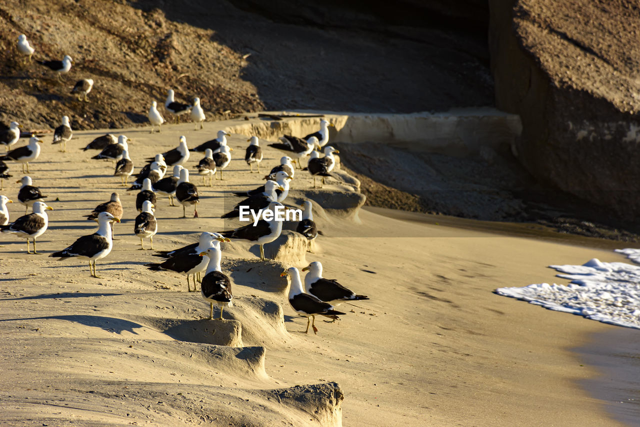 High angle view of seagulls on beach