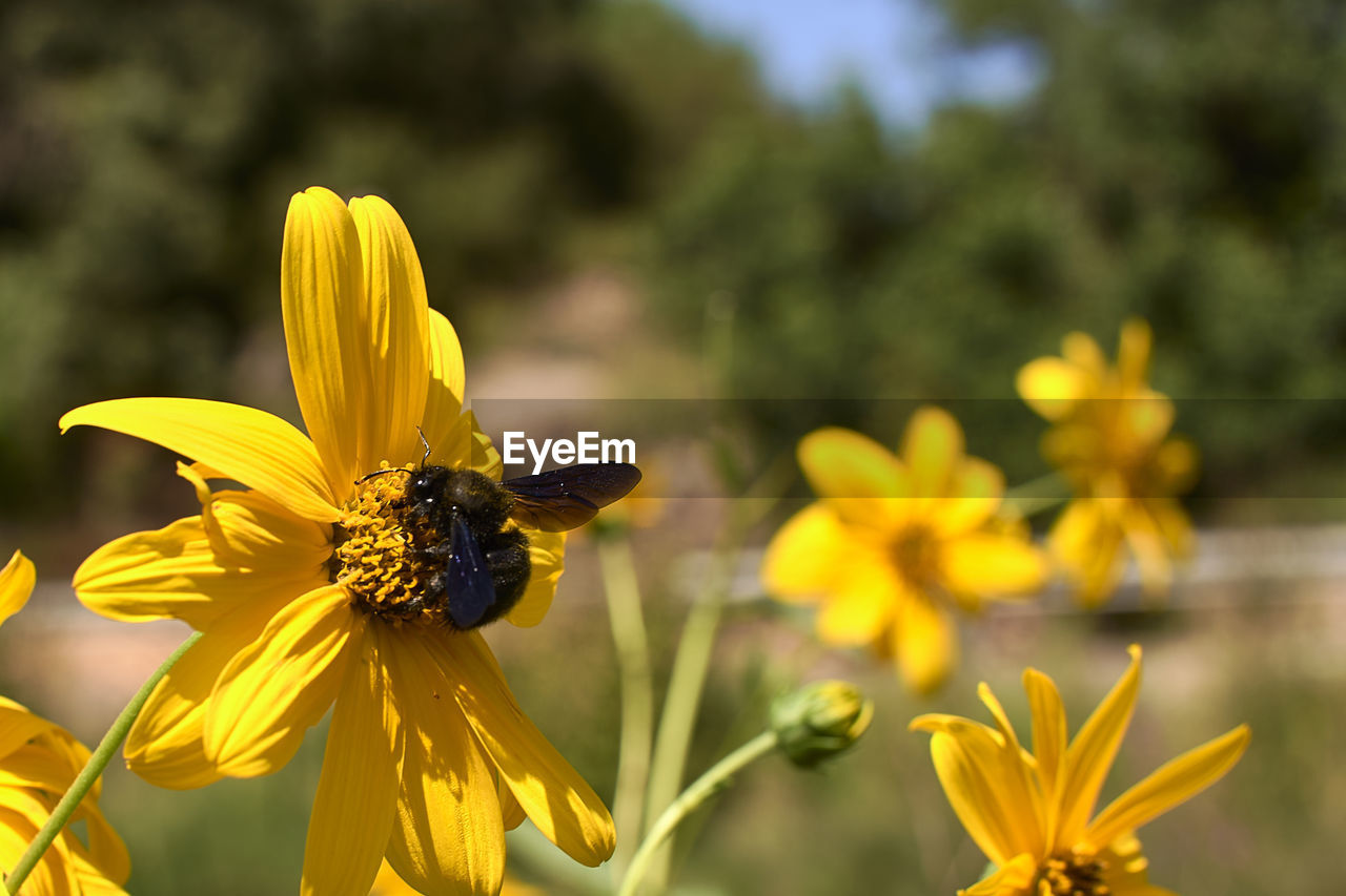 close-up of bee pollinating on orange flower