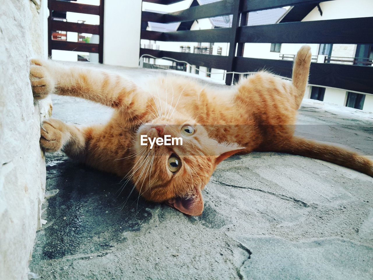 Close-up of ginger cat lying in balcony