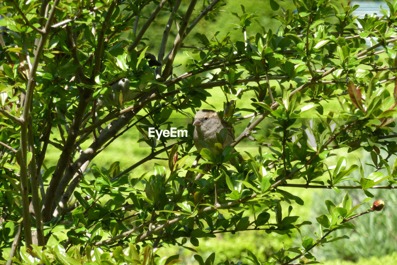 Bird perching on tree