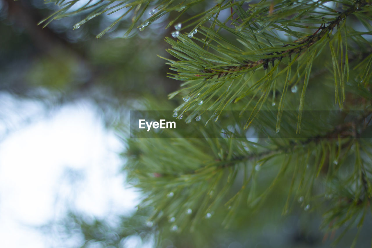 Close-up of pine tree