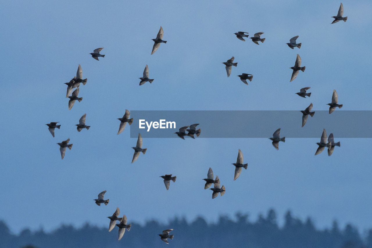 LOW ANGLE VIEW OF BIRDS IN THE SKY