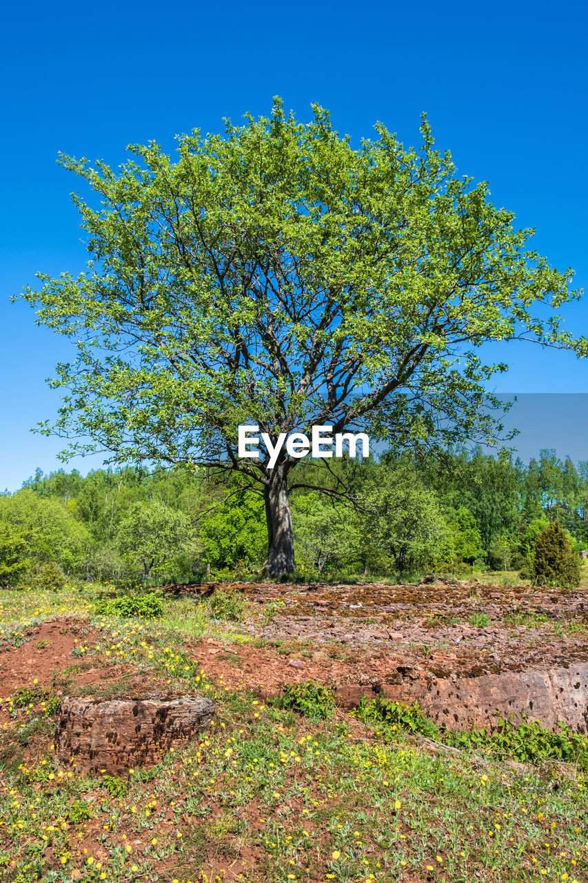 Lush green single tree on a moor with limestone bedrock