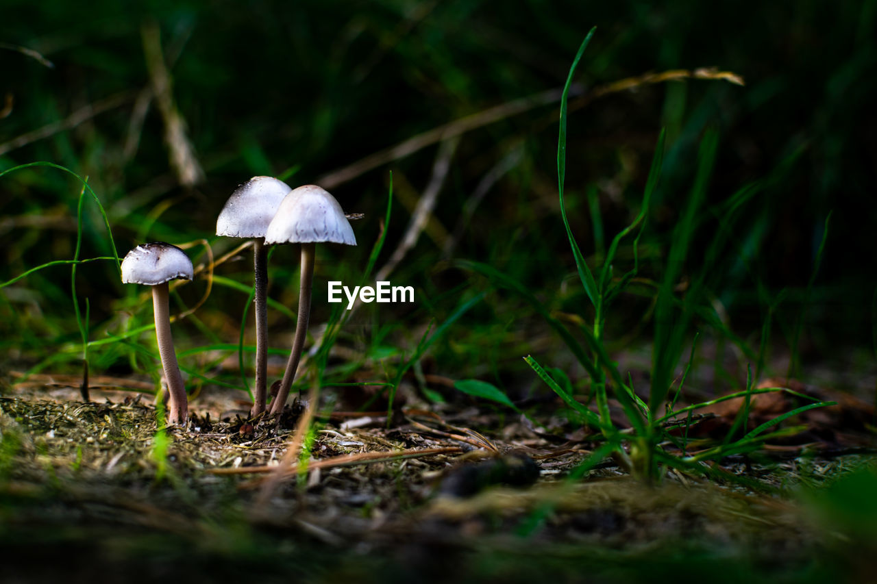 Close-up of mushroom growing on field