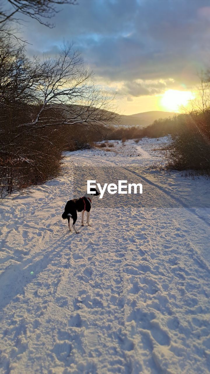 winter, nature, sunlight, snow, reflection, day, skiing, beauty in nature, cold temperature, sky, outdoors, leisure activity, sports, mountain, land, silhouette, lifestyles, scenics - nature, one person, plant, high angle view, blue, men, animal themes, water