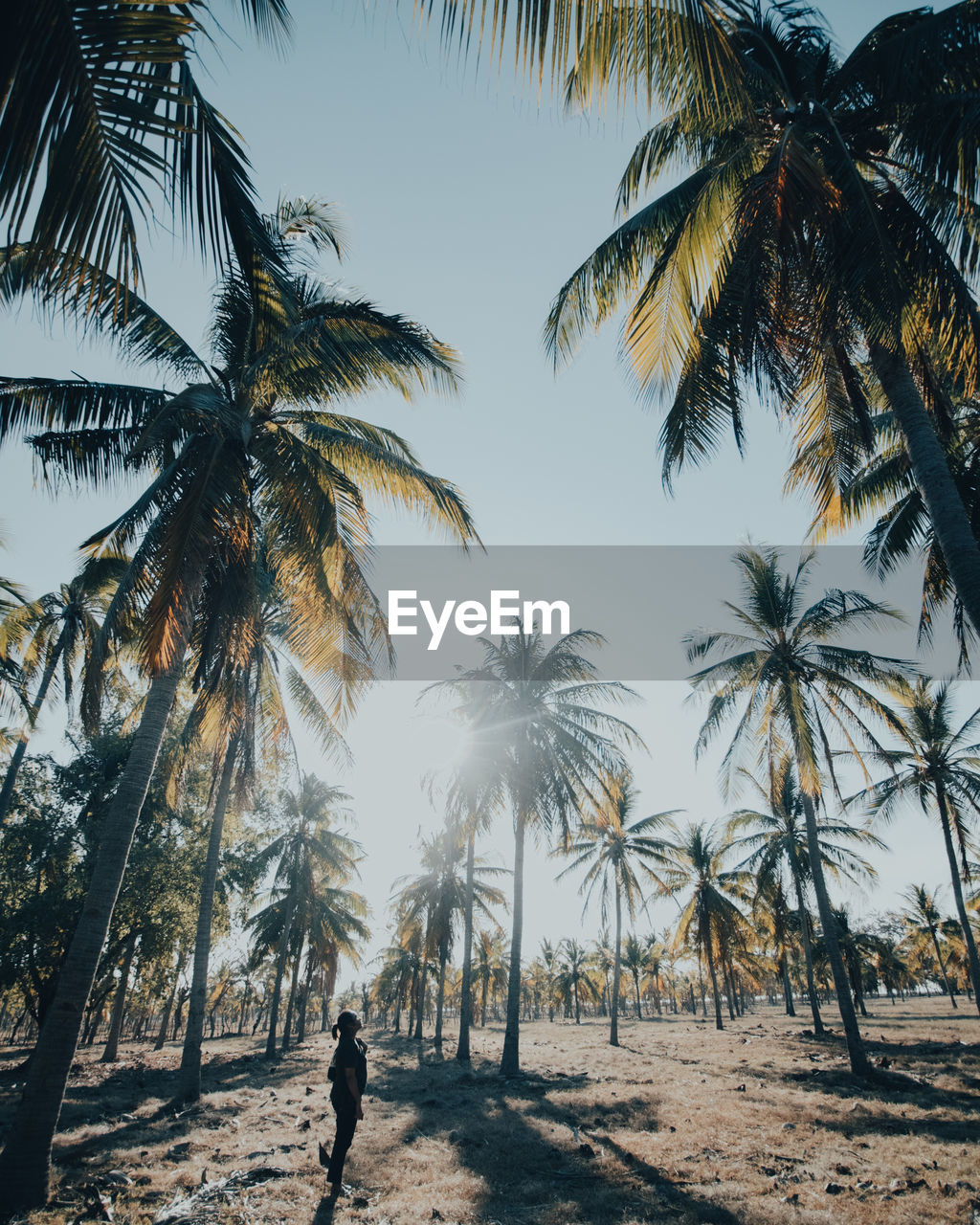 Palm trees on beach against sky