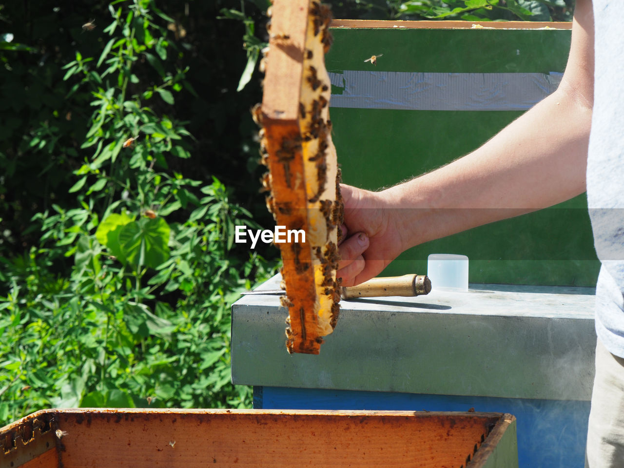 one person, insect, food, bee, nature, food and drink, plant, day, holding, hand, beehive, adult, growth, freshness, outdoors, agriculture, apiary, occupation, honeycomb, animal, green, beekeeper, close-up, gardening, lifestyles, sunlight