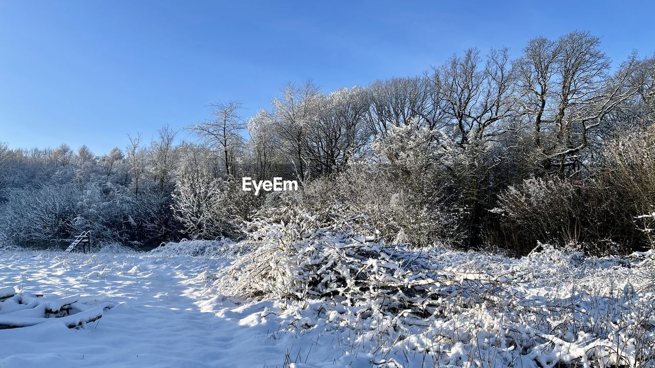 Snow covered land and trees against sky