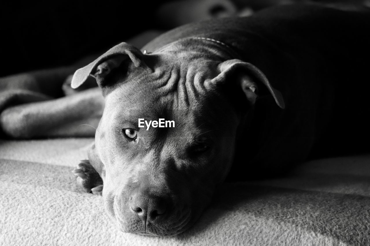 CLOSE-UP OF DOG RESTING ON BED