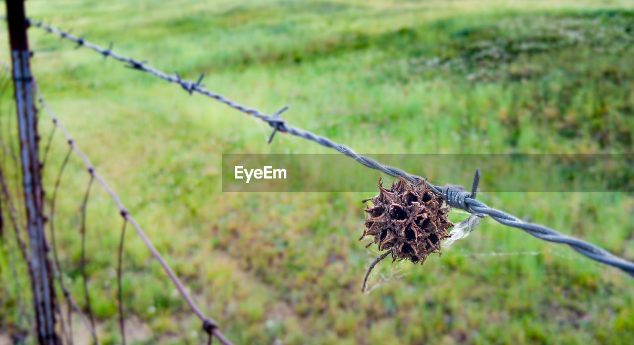 Close-up of barbed wire fence