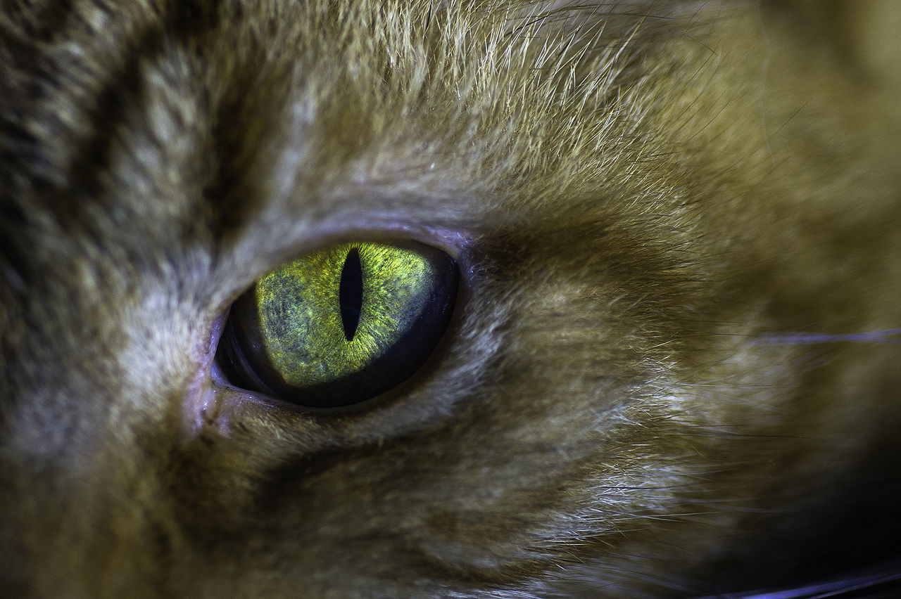 EXTREME CLOSE-UP OF CAT EYE