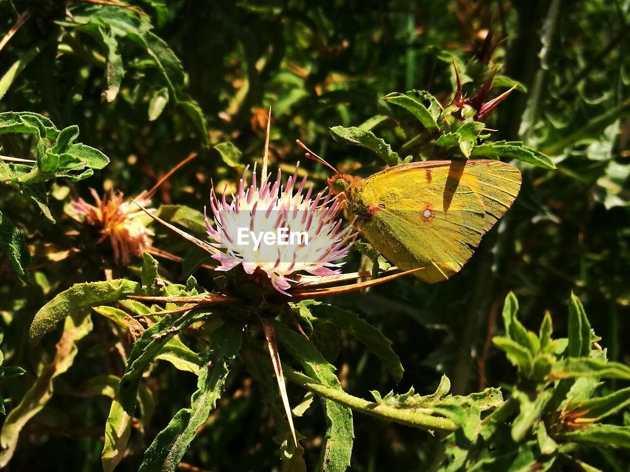 CLOSE-UP OF BUTTERFLY POLLINATING ON FLOWER