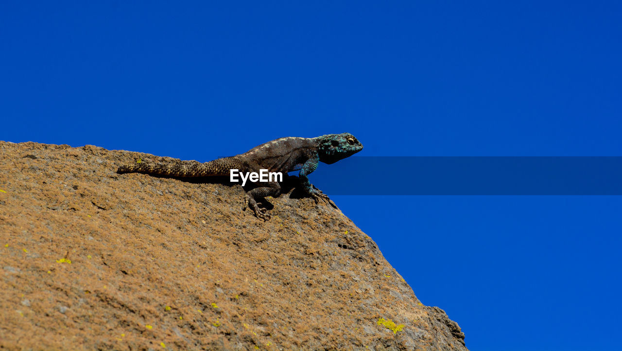 LOW ANGLE VIEW OF A LIZARD ON ROCK