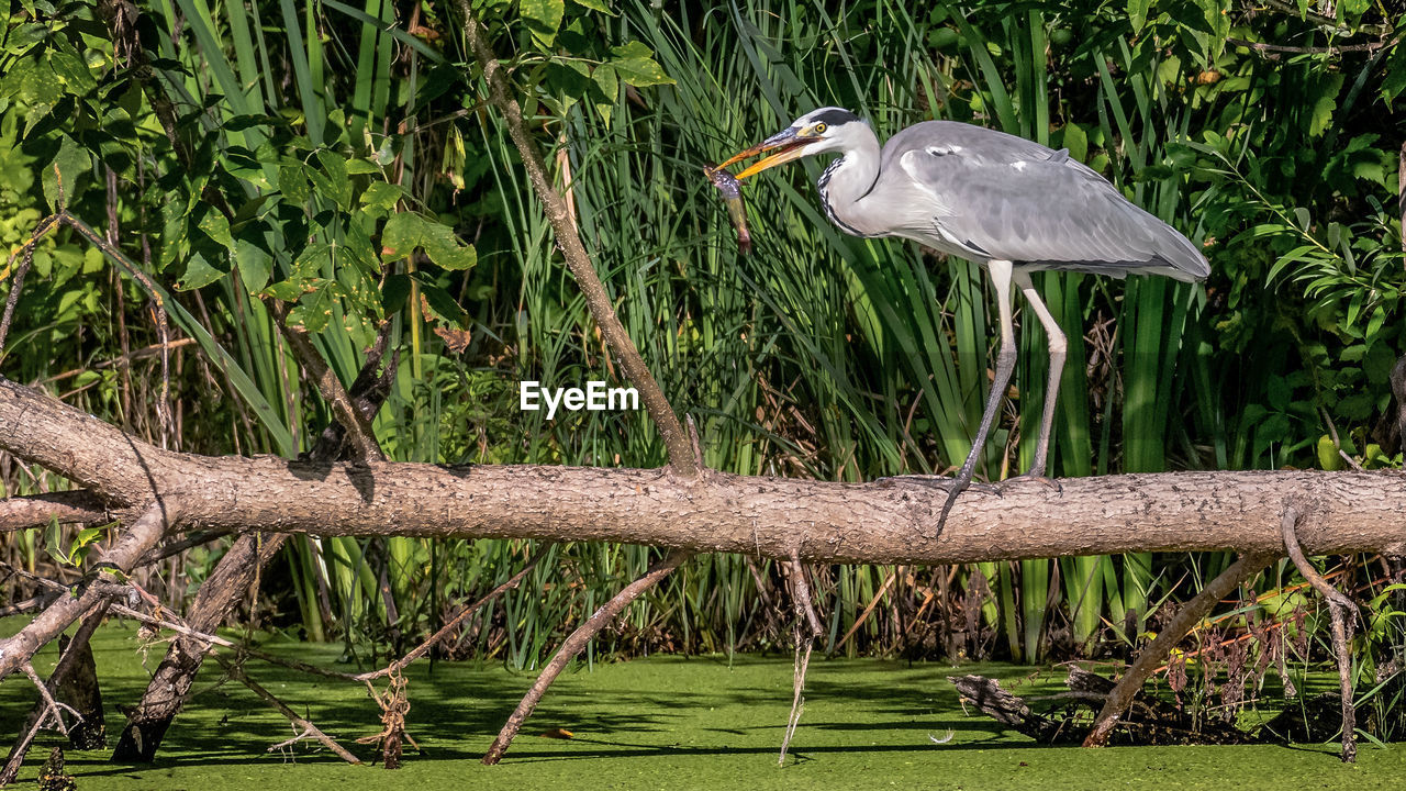 Side view of a bird perching on grass