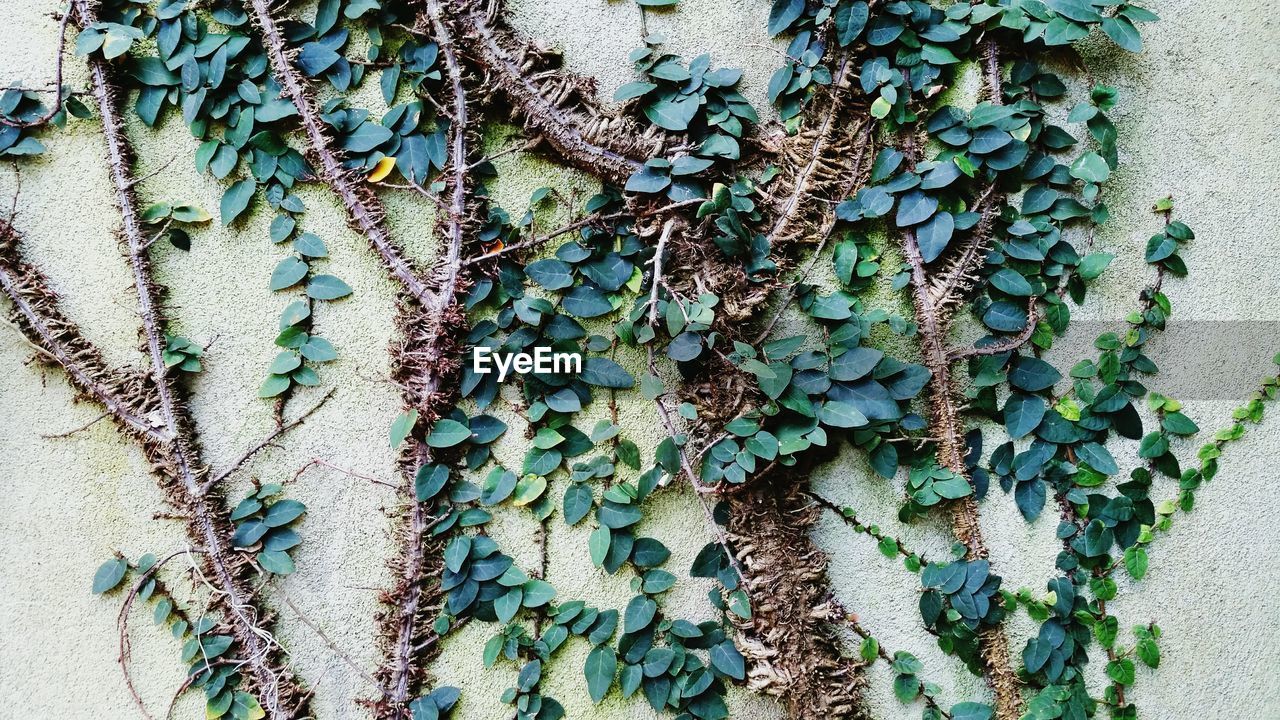 Green vines on concrete wall