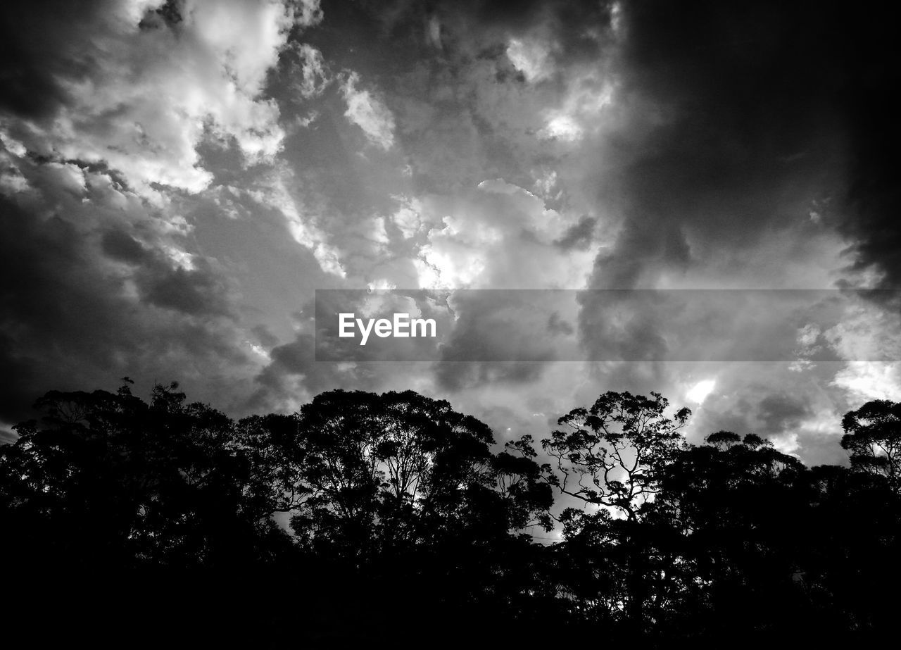 LOW ANGLE VIEW OF TREES AGAINST CLOUDY SKY