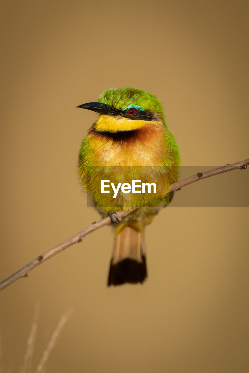 Little bee-eater on diagonal branch facing left