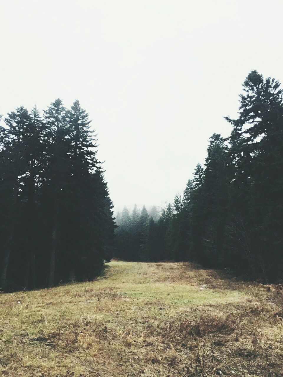 TREES AGAINST SKY