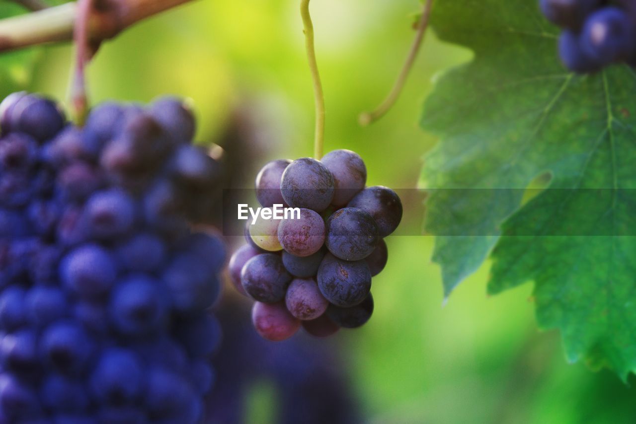 Close-up of grapes growing in vineyard