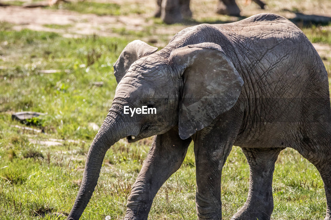 VIEW OF ELEPHANT ON FIELD