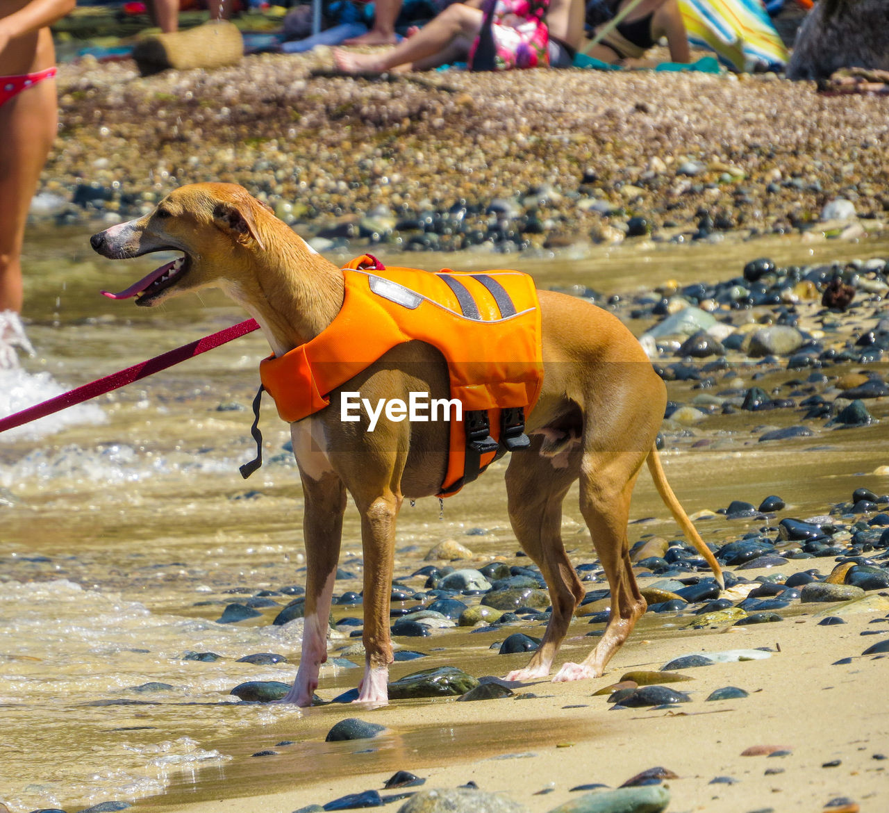 VIEW OF DOG ON BEACH