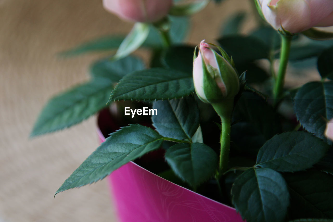 leaf, plant part, plant, flower, green, freshness, nature, close-up, growth, flowering plant, beauty in nature, petal, food and drink, food, pink, outdoors, hand, focus on foreground