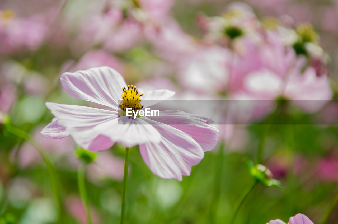 Close-up of insect on purple flower