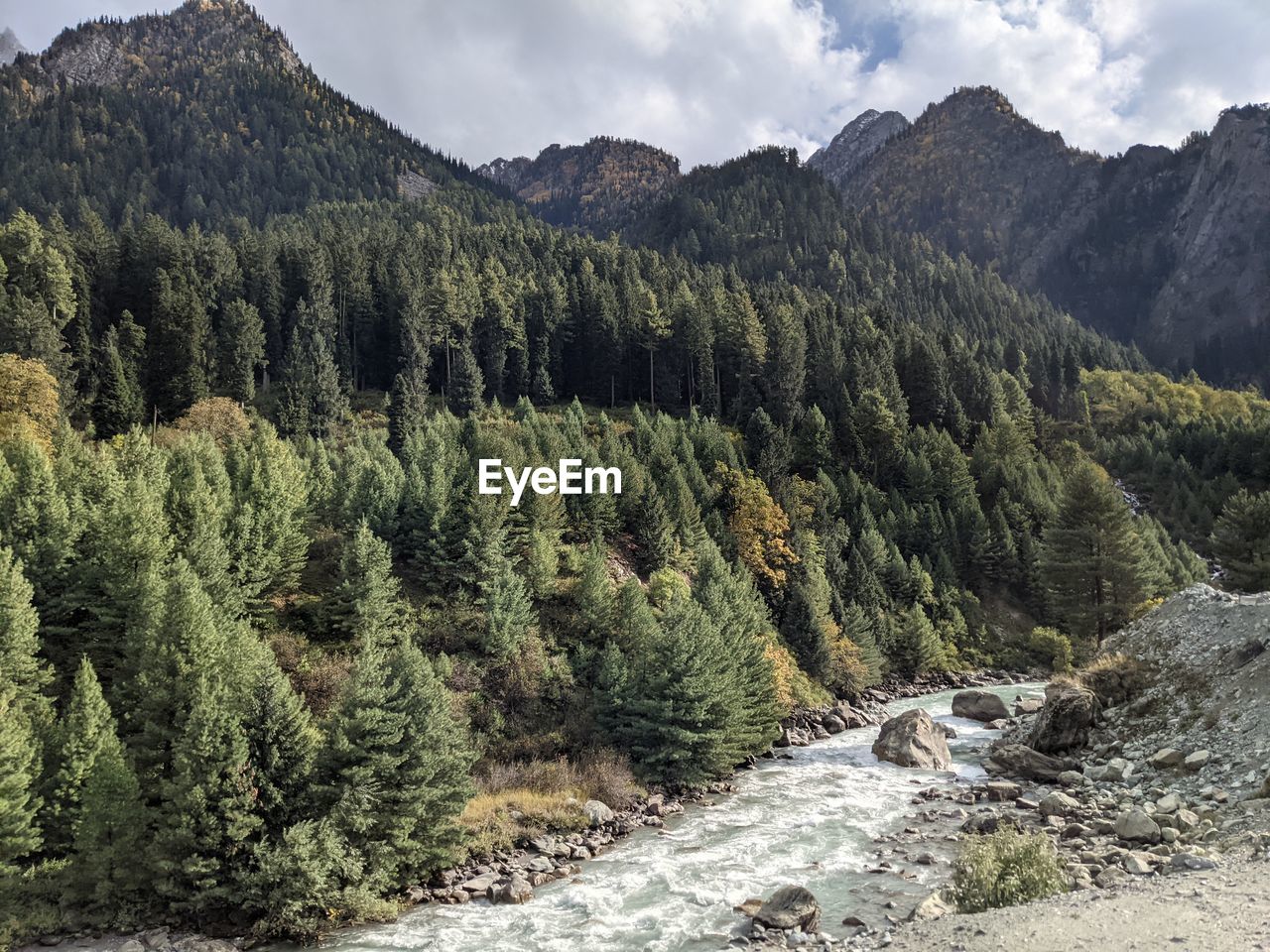 SCENIC VIEW OF PINE TREES ON MOUNTAIN