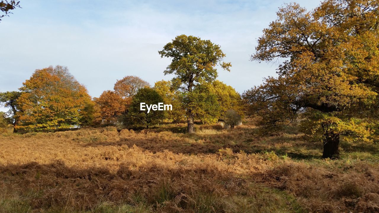 TREES IN PARK AGAINST SKY