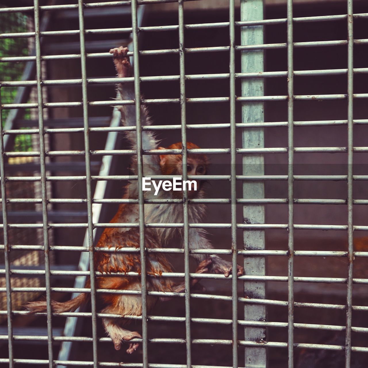 CLOSE-UP OF BIRD ON CAGE