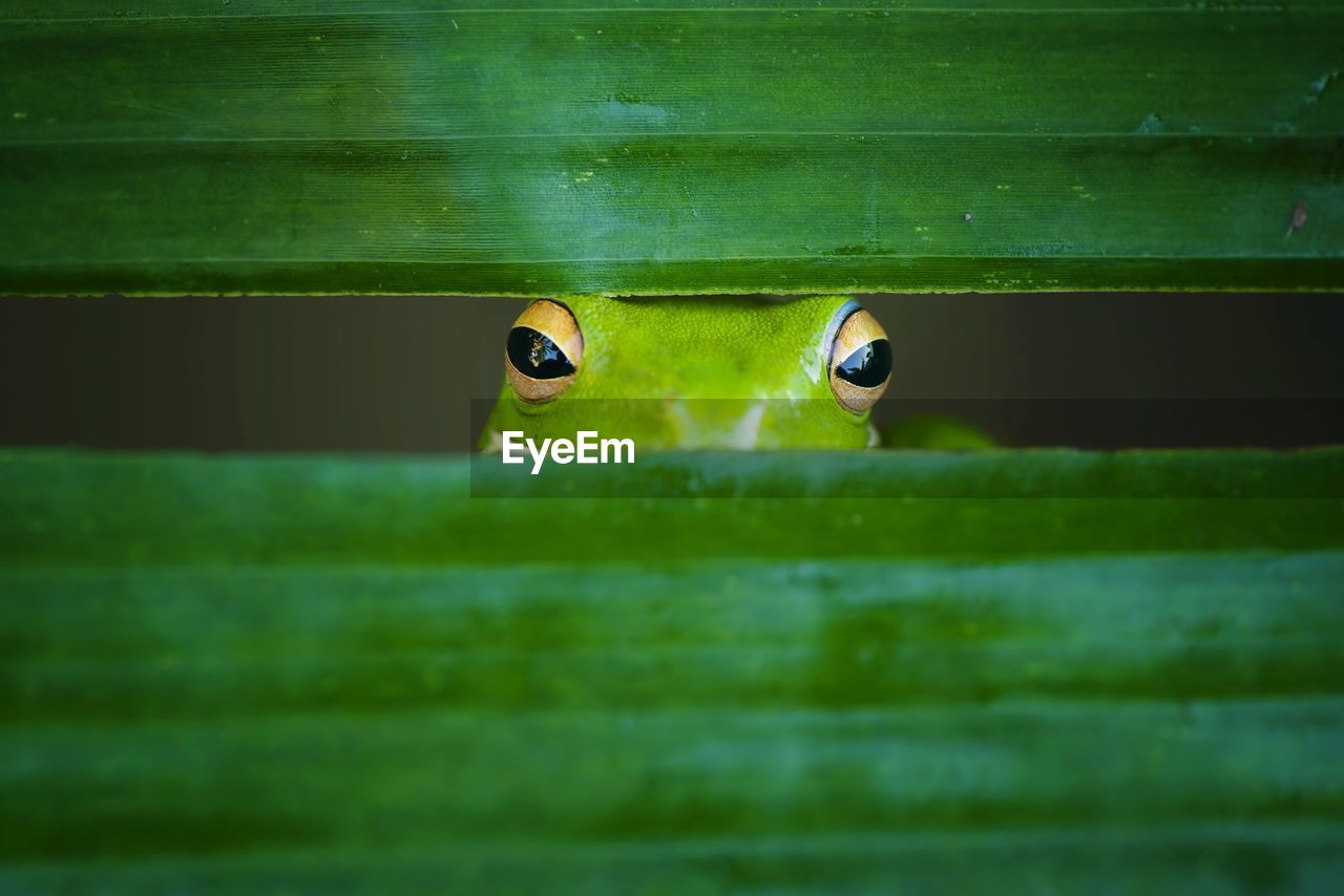 Close-up portrait of frog looking through grass blades