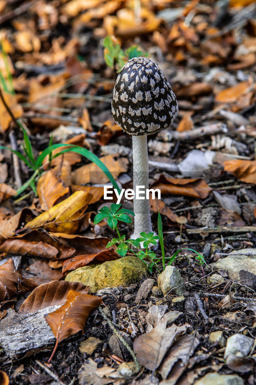 Magpie inkcap mushroom