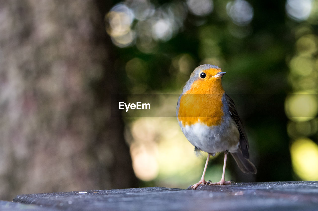 Close-up of robin perching outdoors