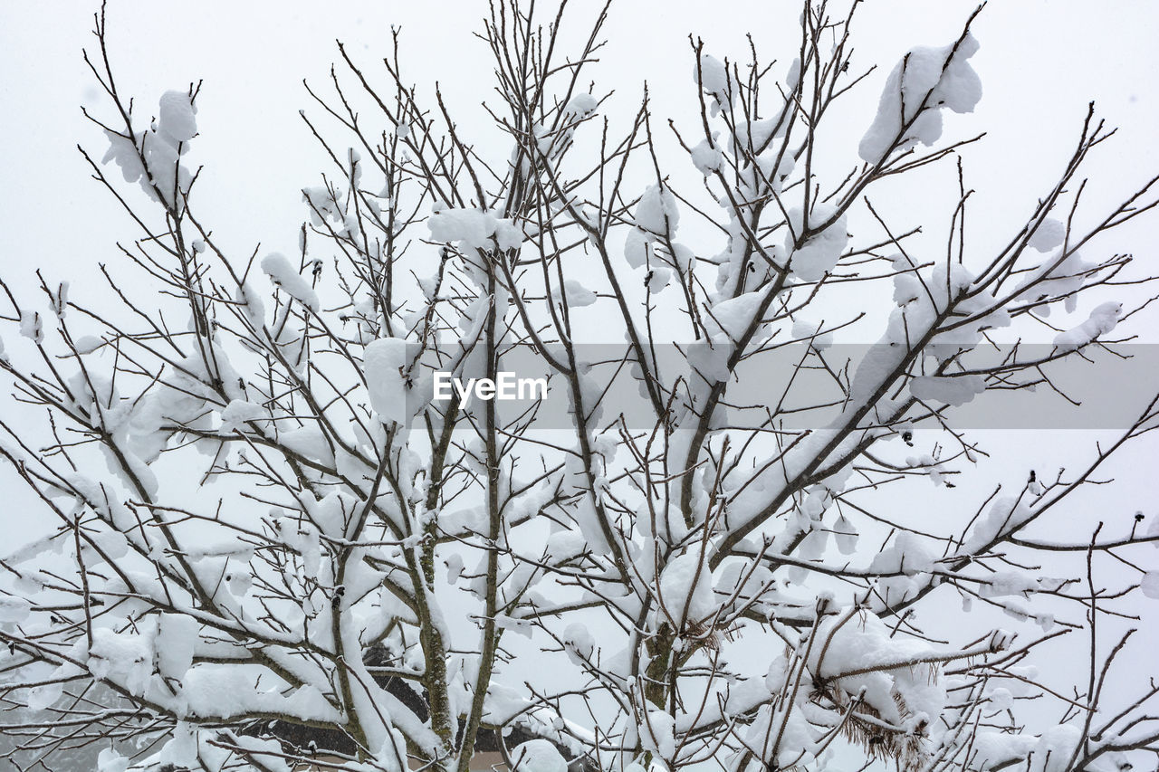 LOW ANGLE VIEW OF BARE TREE