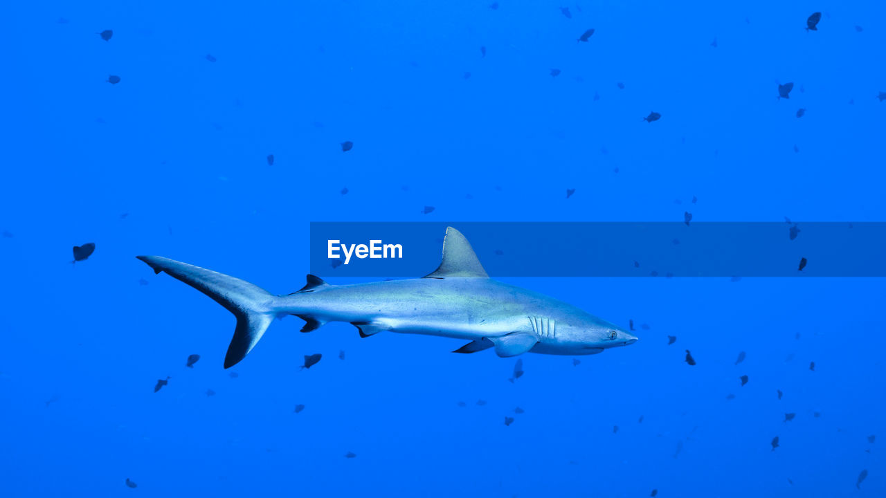 FLOCK OF FISH SWIMMING