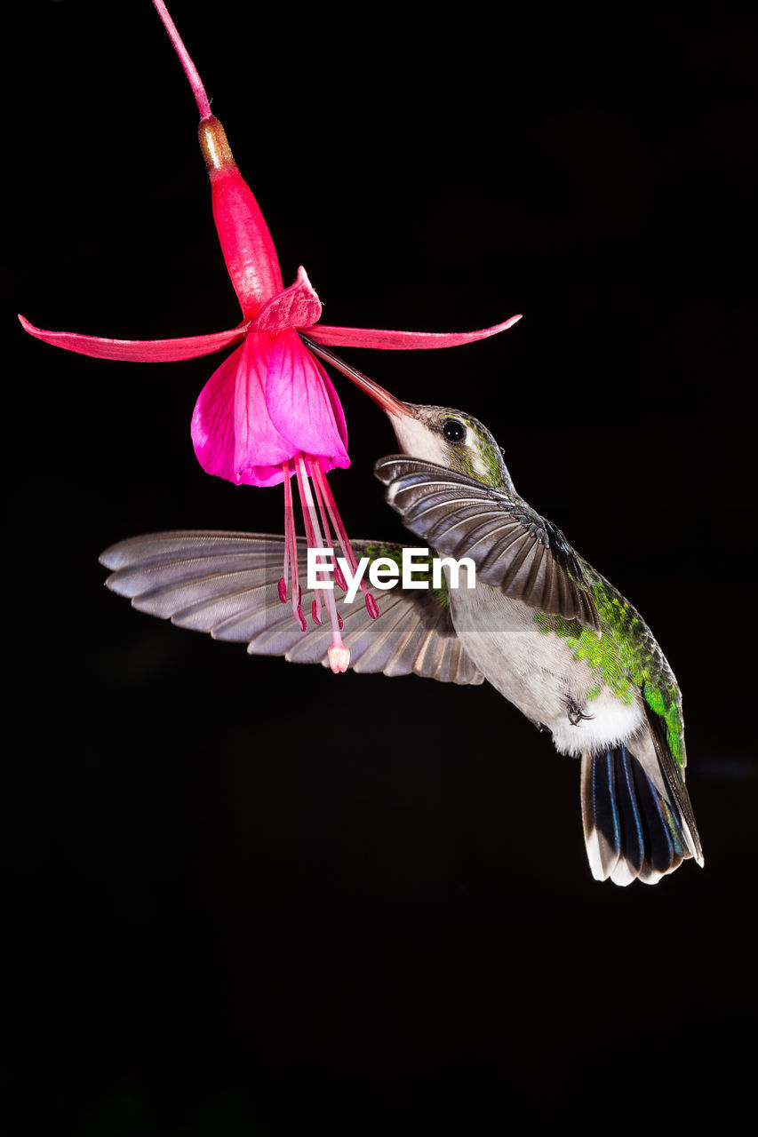 Close-up of hummingbird against black background