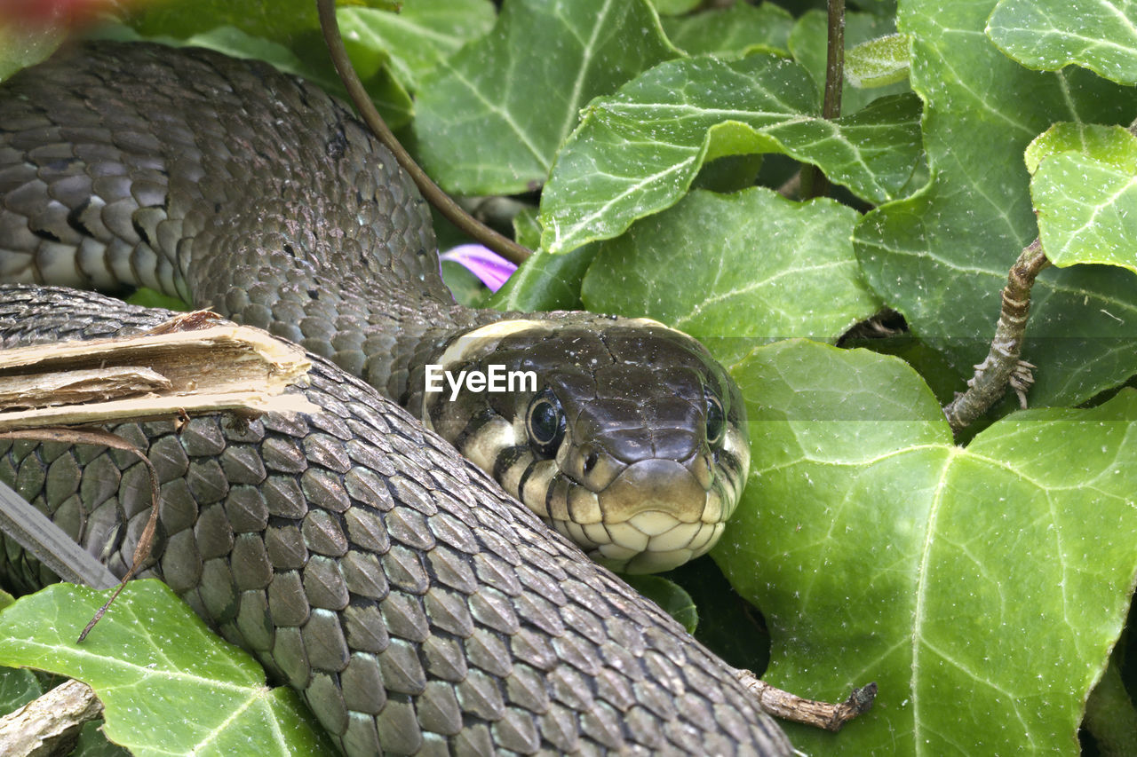 CLOSE-UP OF A LIZARD