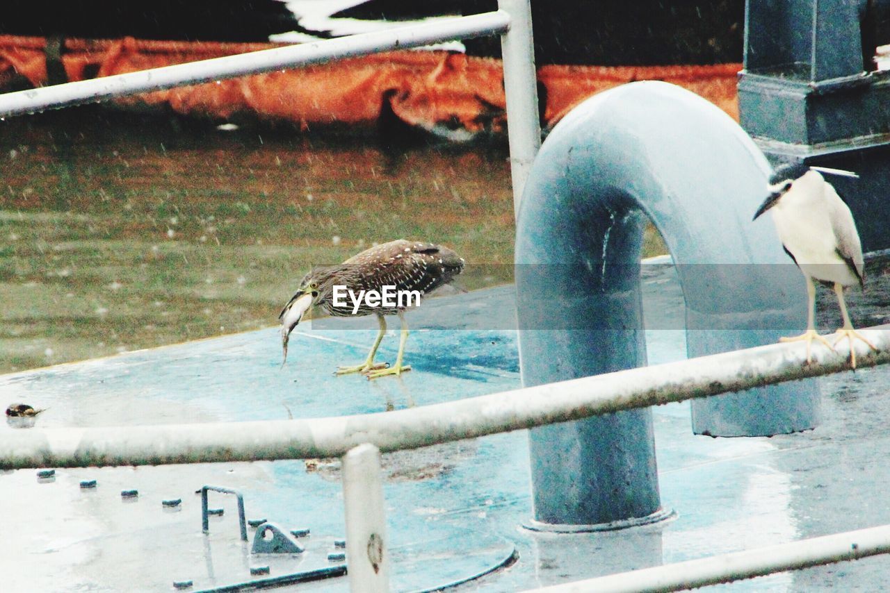 CLOSE-UP OF BIRDS IN WATER