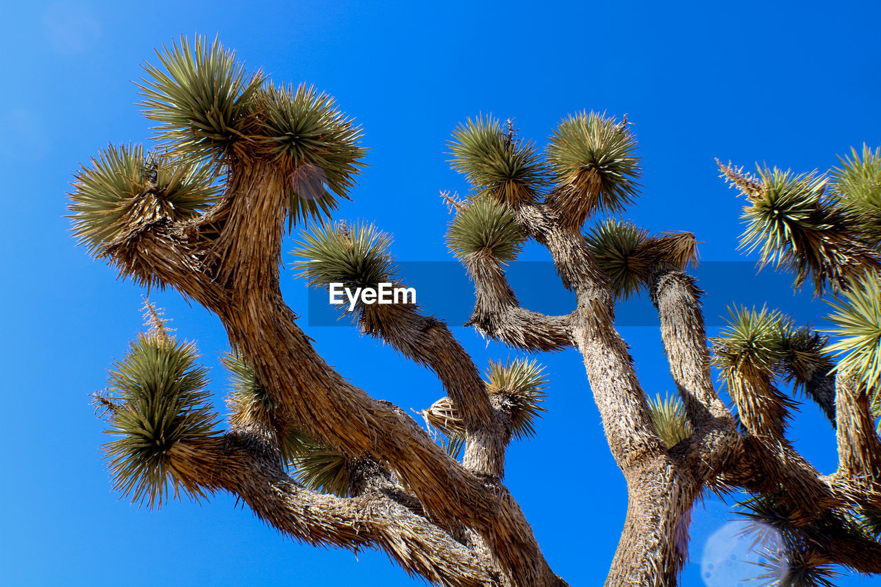 LOW ANGLE VIEW OF PALM TREE AGAINST CLEAR BLUE SKY