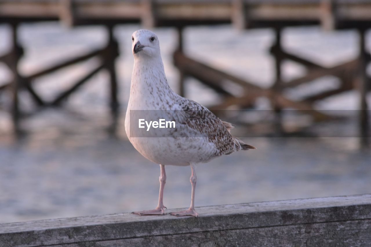 Close-up of seagull perching on retaining wall