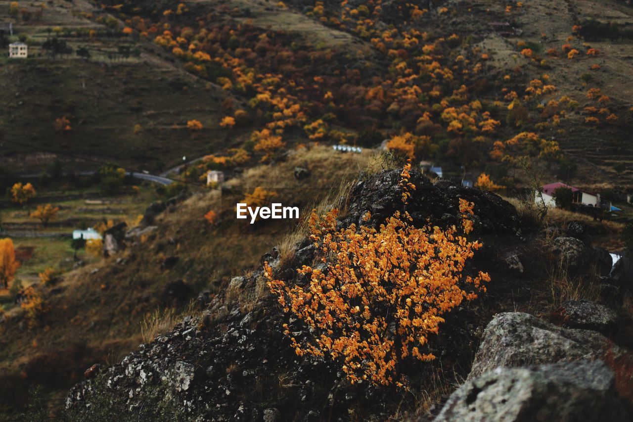 High angle view of autumn trees on rocks