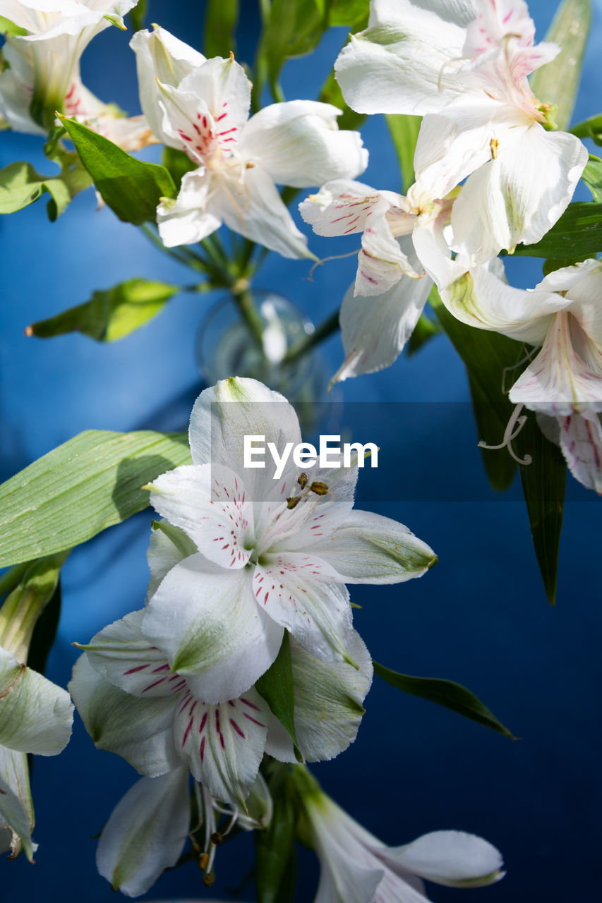 Close-up of white flowers