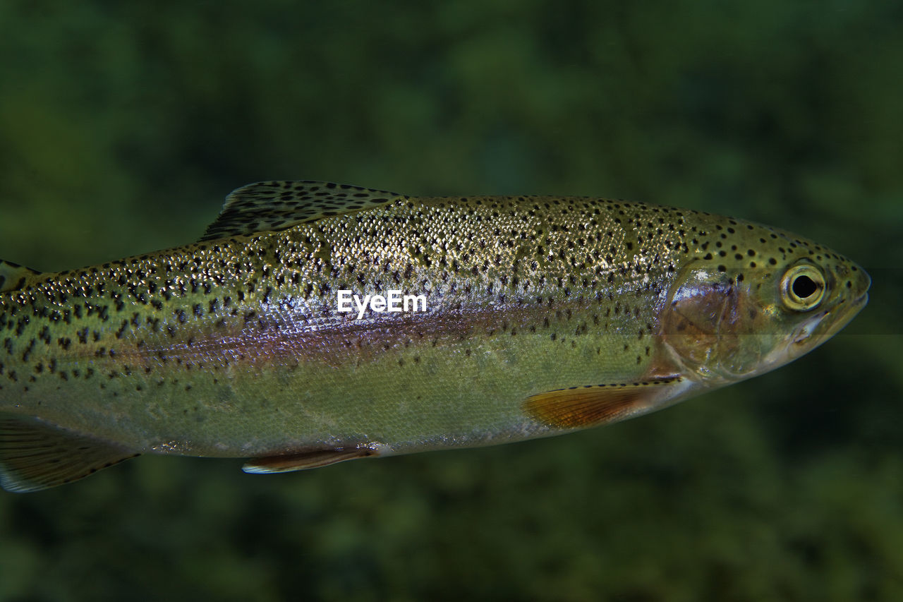 Rainbow trout from the plitvice lakes