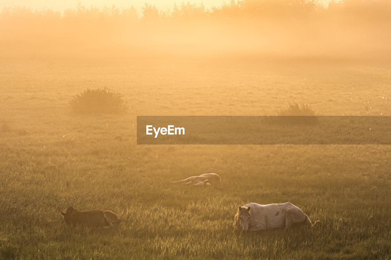 Lying horses in the fog at sunrise grazing in field